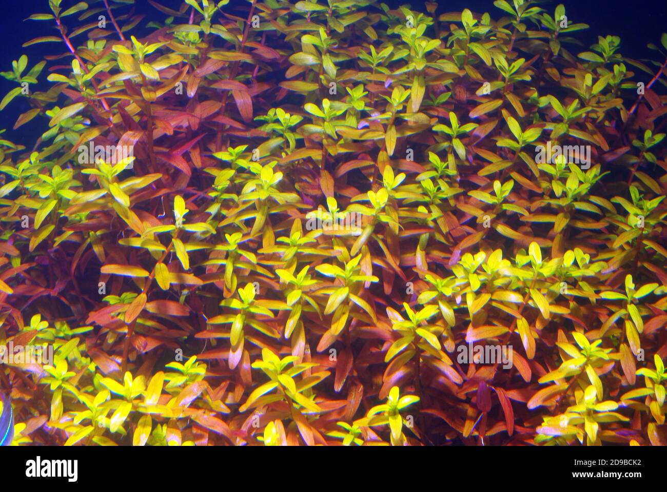 Rotala rotundifolia, il rotala nano Foto Stock