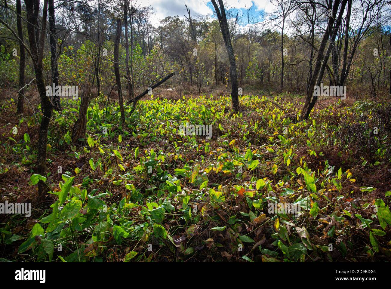 Sagittaria latifolia (freccia a foglia larga) retroilluminata dal sole in autum in palude lungo Meadow Creek a Charlottesville, Virginia. Foto Stock