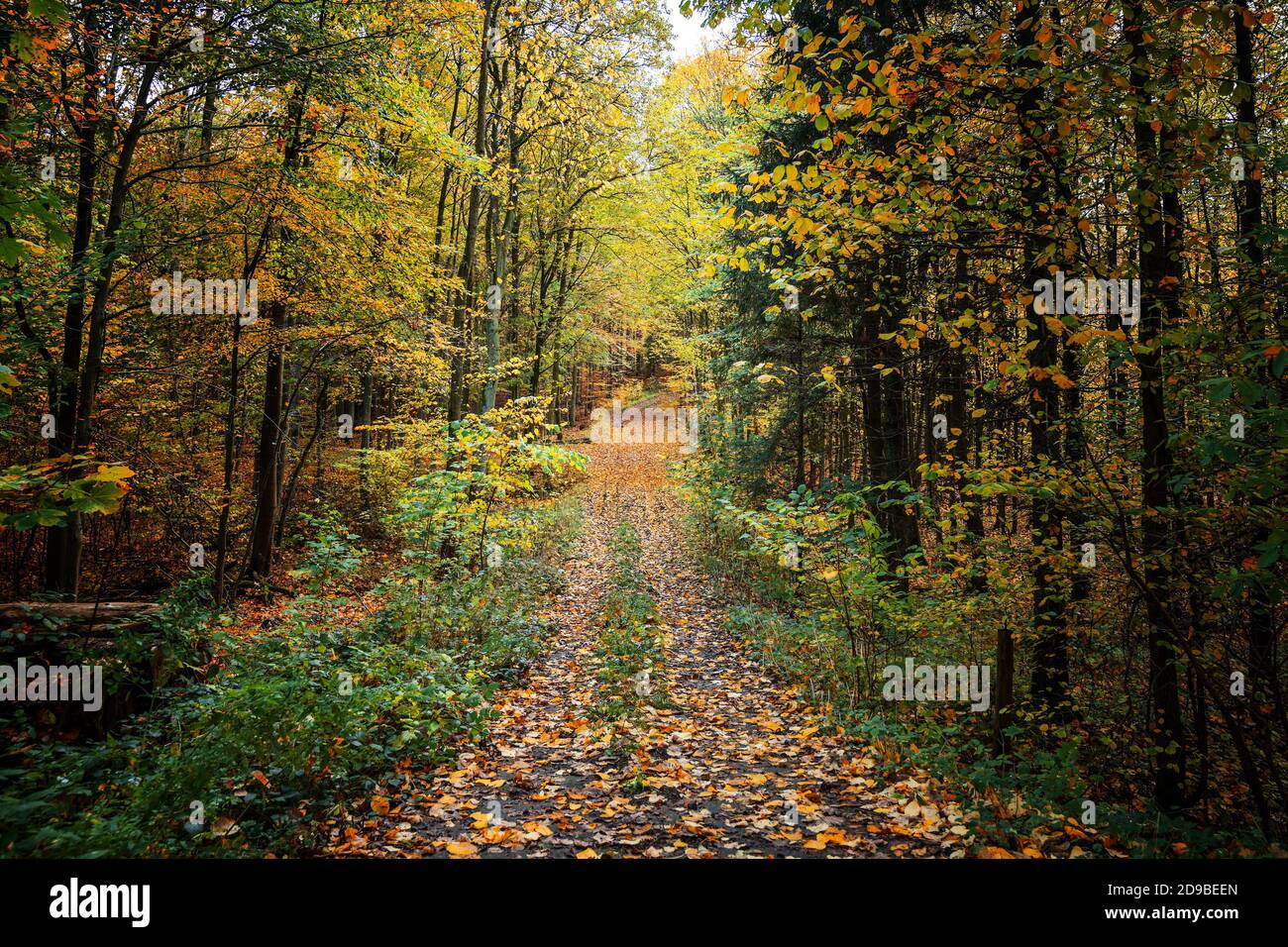 Sentiero attraverso una foresta mista in autunno con colorate foglie d'autunno, paesaggio stagionale nella bella natura, fuoco selezionato Foto Stock