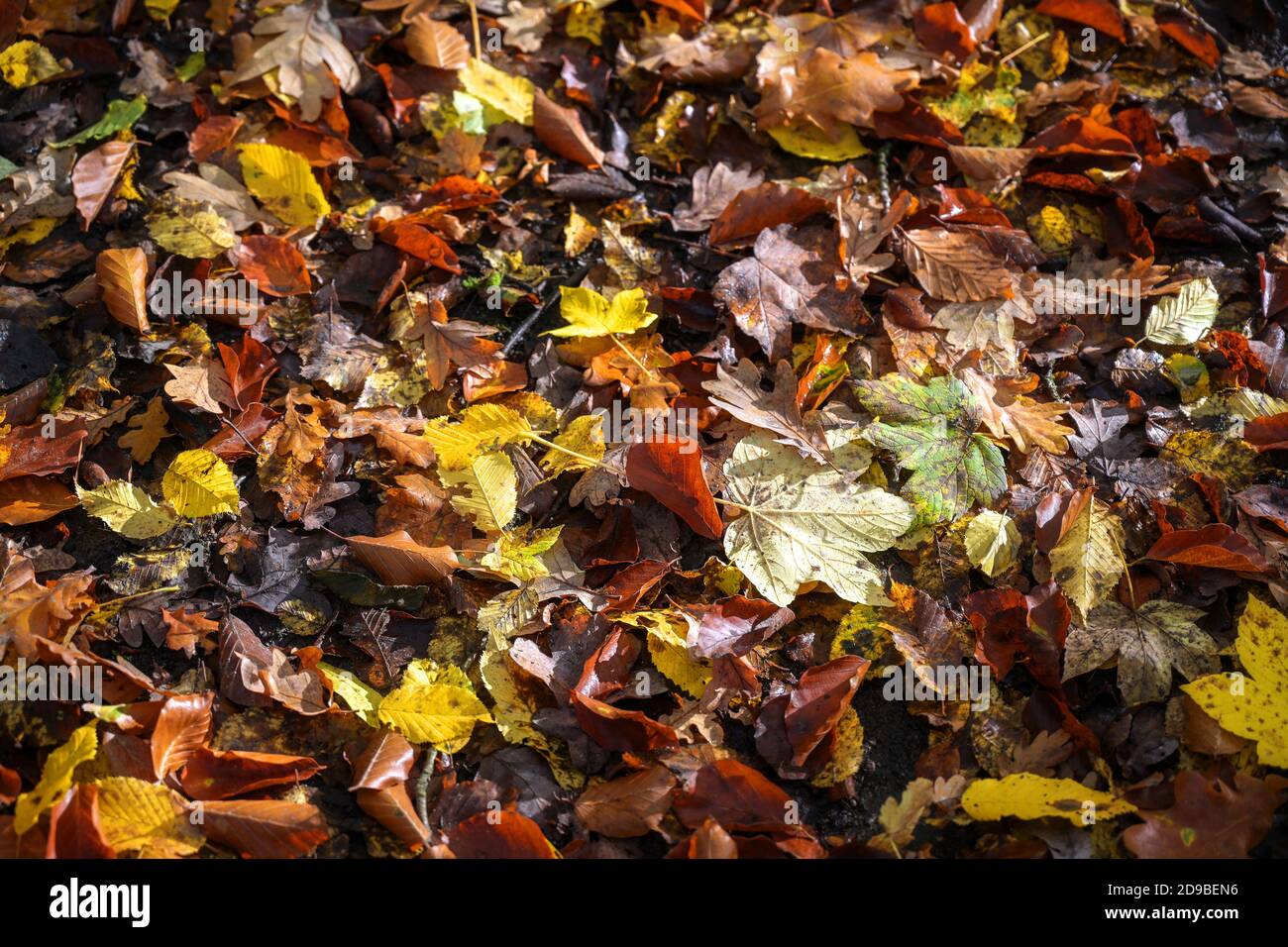 Foglie d'autunno colorate sul fondo della foresta, natura stagionale, sfondo a cornice completo con spazio di copia, messa a fuoco selezionata, profondità di campo stretta Foto Stock