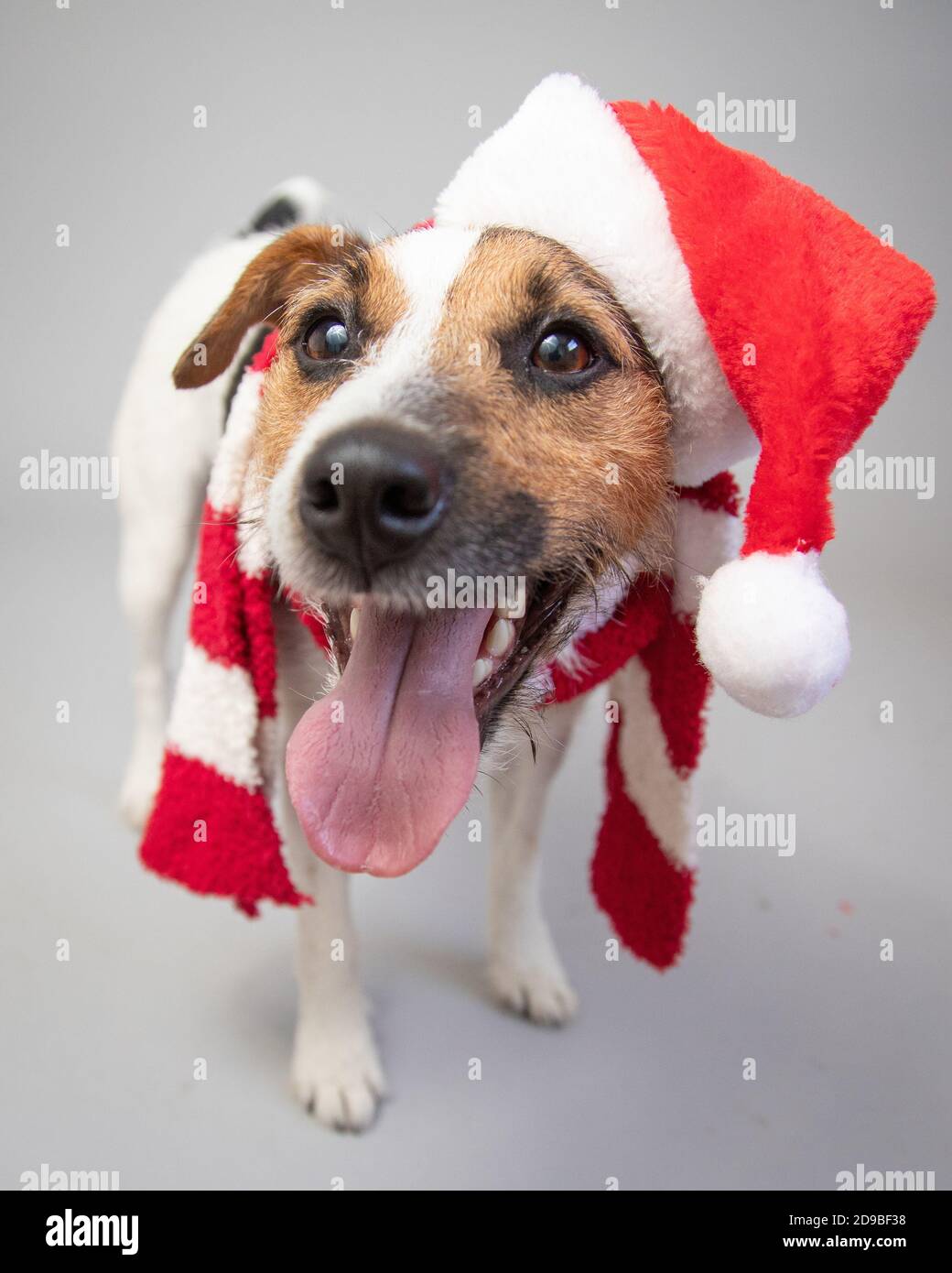 Jack russell indossando un cappello e una sciarpa Santa Foto Stock