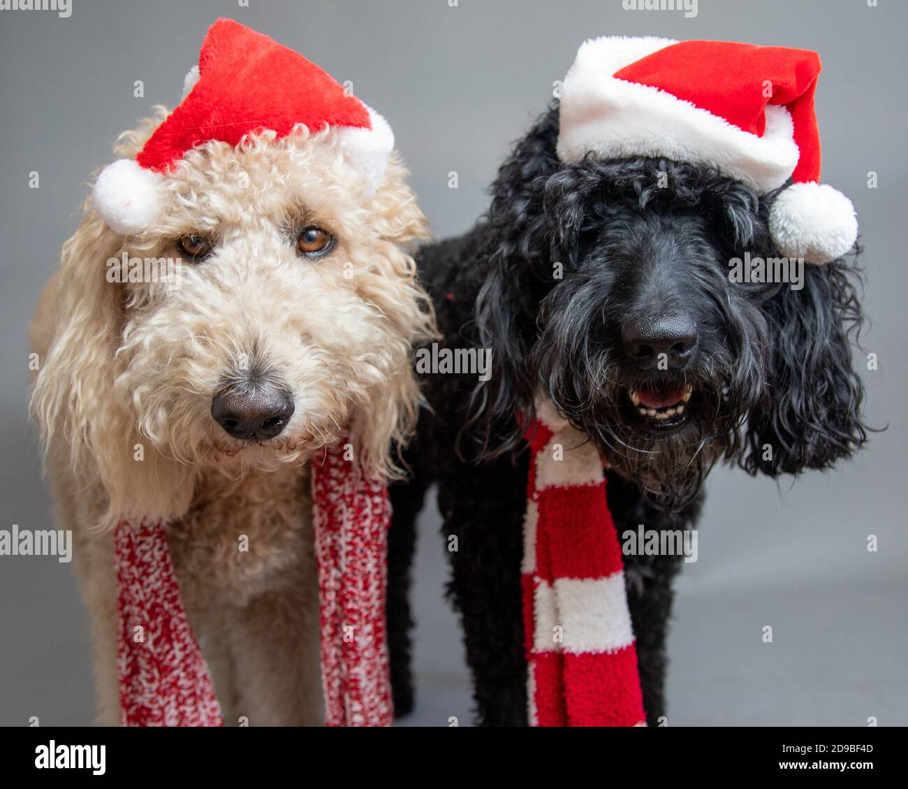 Due labradoodles in piedi fianco a fianco indossando cappelli Santa Foto Stock