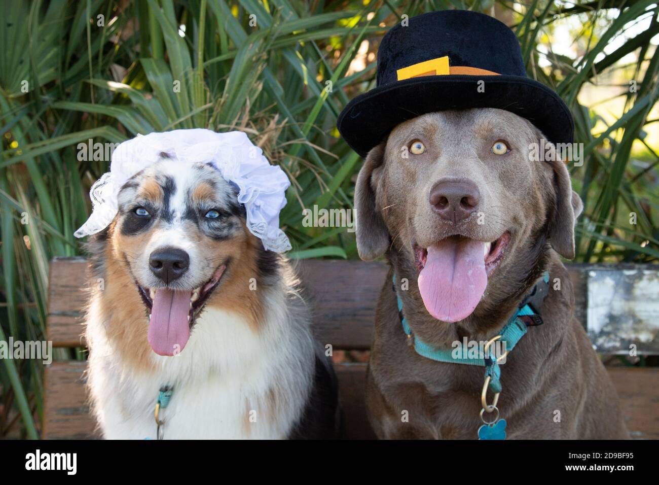 Pastore australiano e labrador Retriever vestito come pellegrini in un giardino Foto Stock