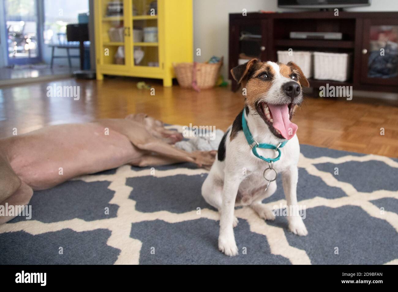 Jack russell terrier e un cane weimaraner in una vita camera Foto Stock