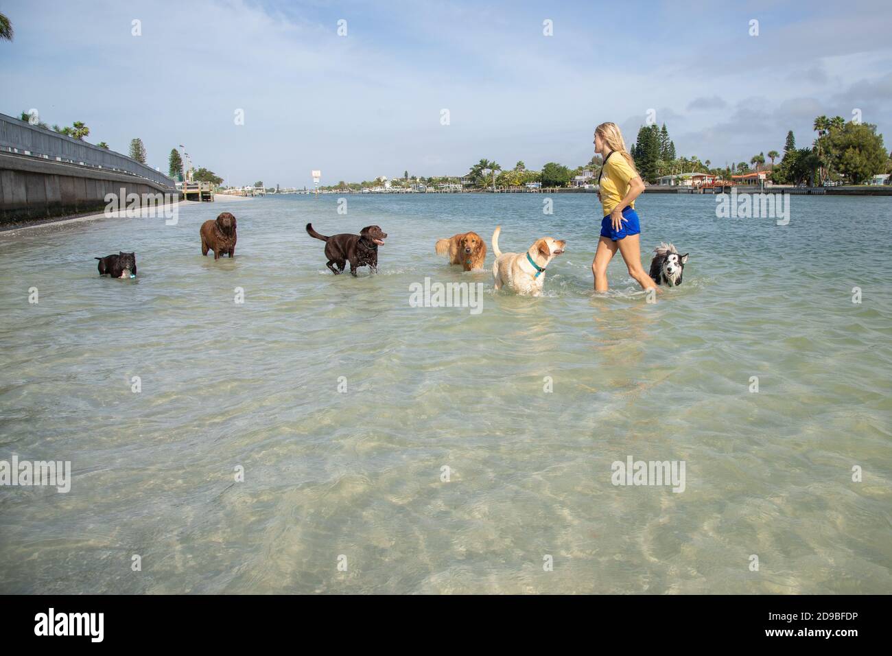 Donna in piedi in oceano che gioca con un gruppo di cani, Florida, Stati Uniti Foto Stock