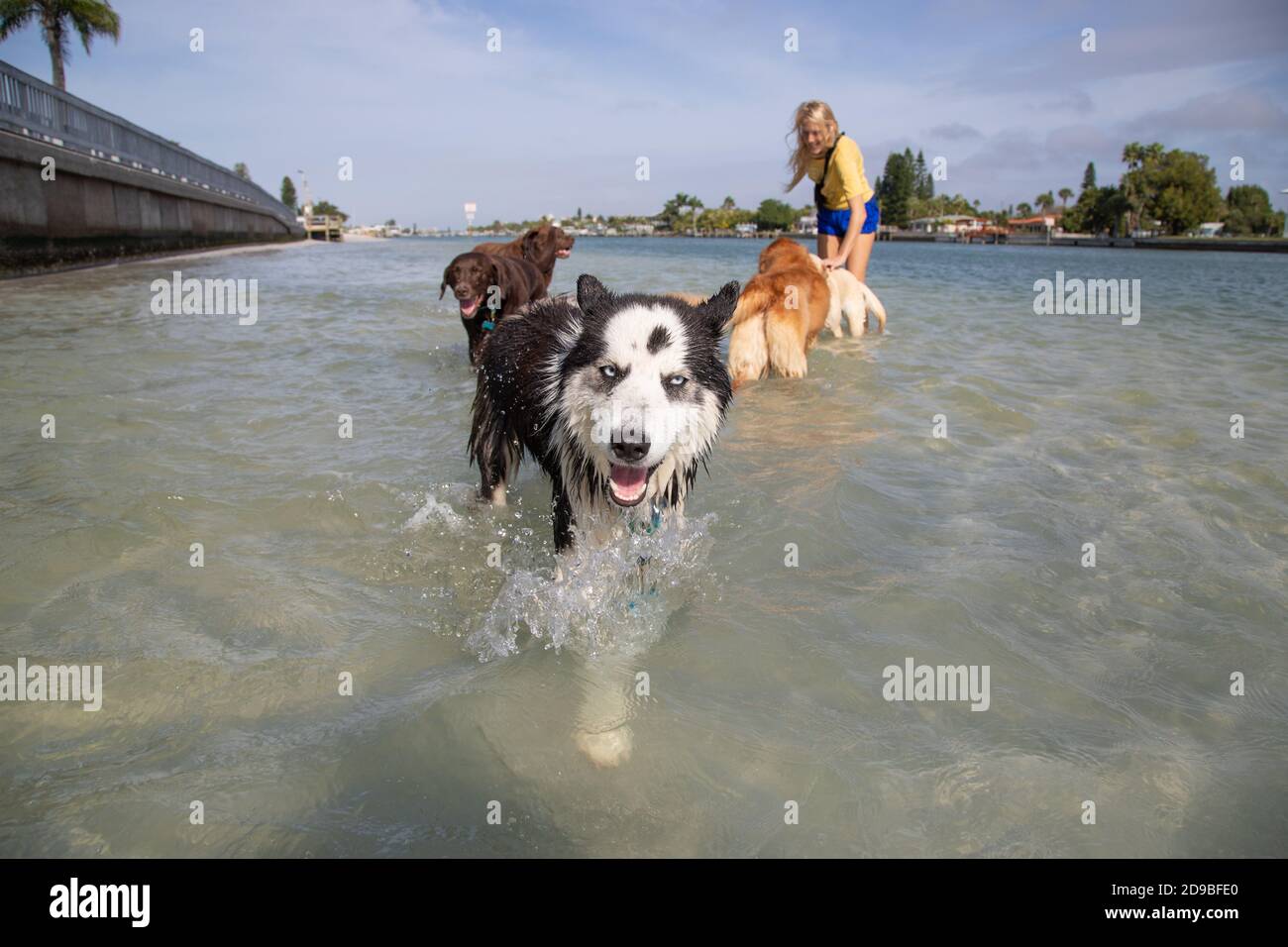 Donna in piedi in oceano che gioca con un gruppo di cani, Florida, Stati Uniti Foto Stock