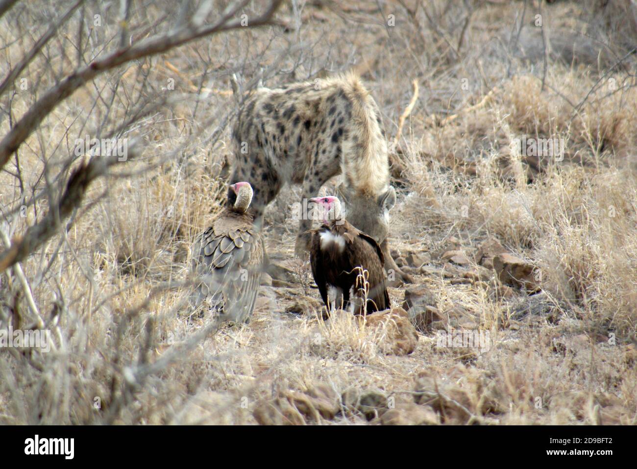 Avvistato iena e due avvoltoi nel bush, Kruger National Park, Sudafrica Foto Stock