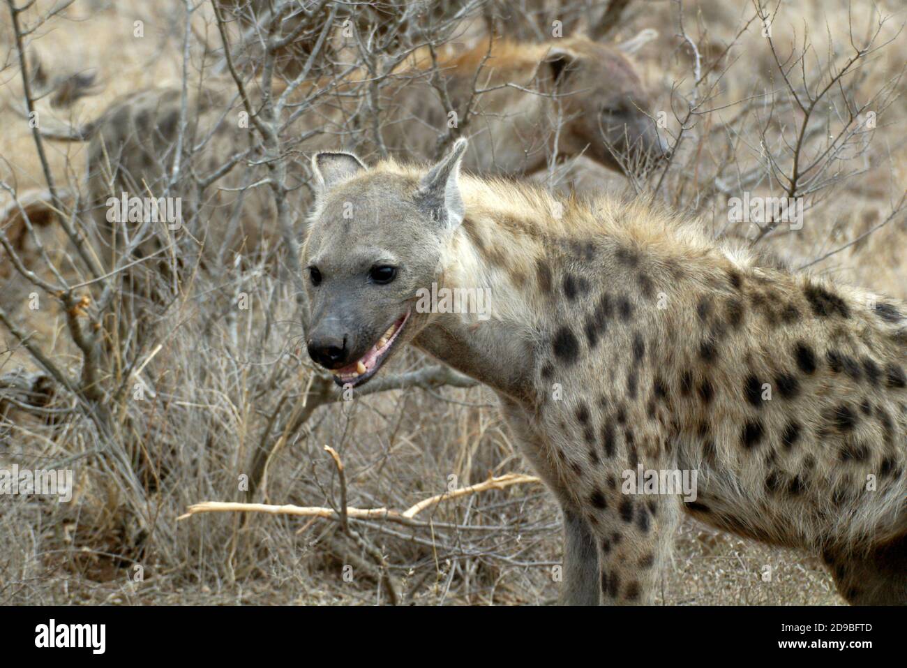 Ritratto di un'Hyena puntata, Parco Nazionale Kruger, Sud Africa Foto Stock