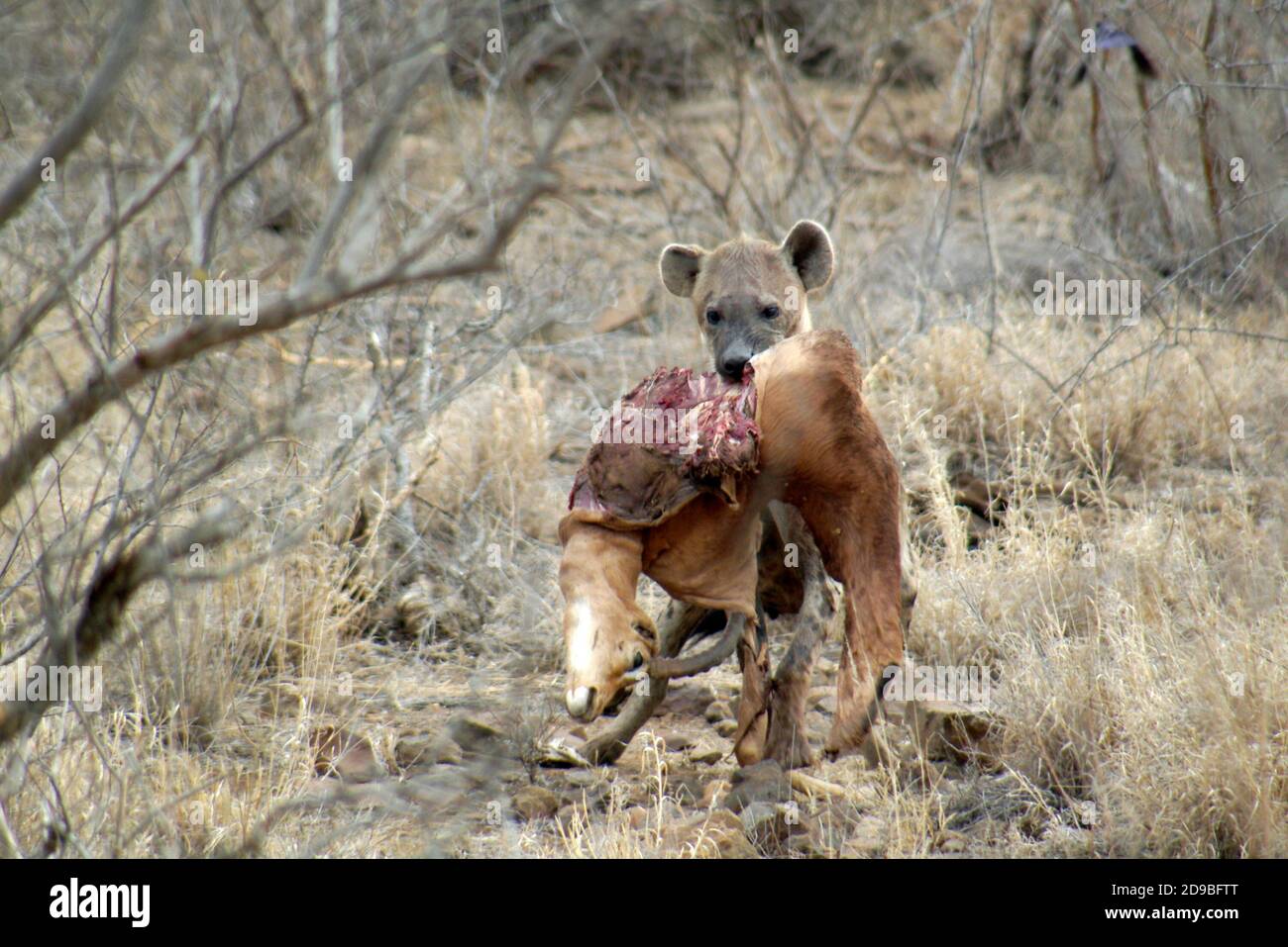 Avvistato cub Hyena che porta un impala, Kruger National Park, Sud Africa Foto Stock