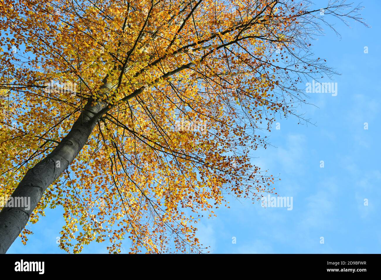 Vista nella corona di un faggeto con colorate foglie d'oro rosso d'autunno contro un cielo blu, sfondo stagionale della natura con spazio copia, focu selezionato Foto Stock