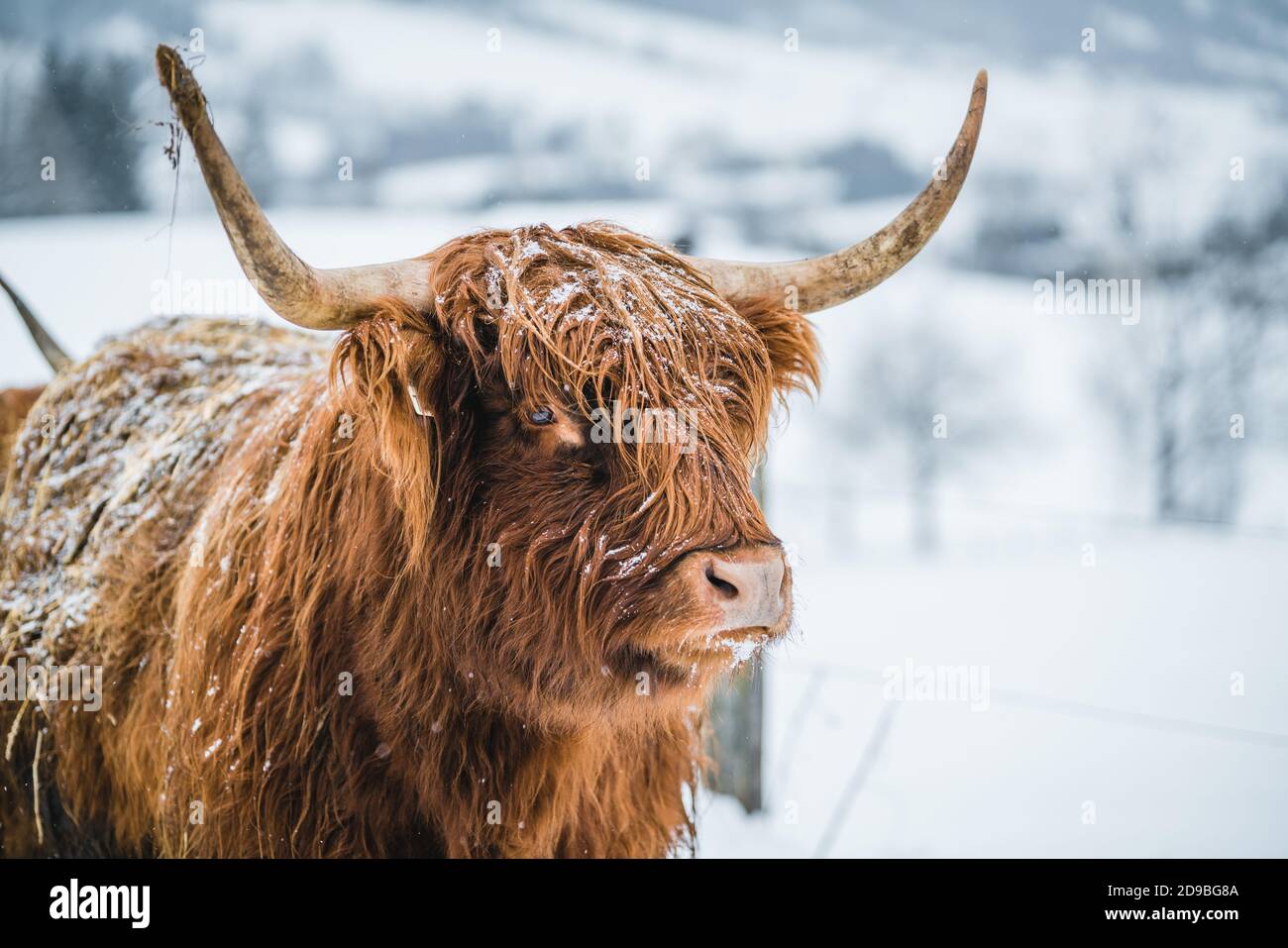 Ritratto di una mucca galloway in piedi in un campo nella neve, Austria Foto Stock