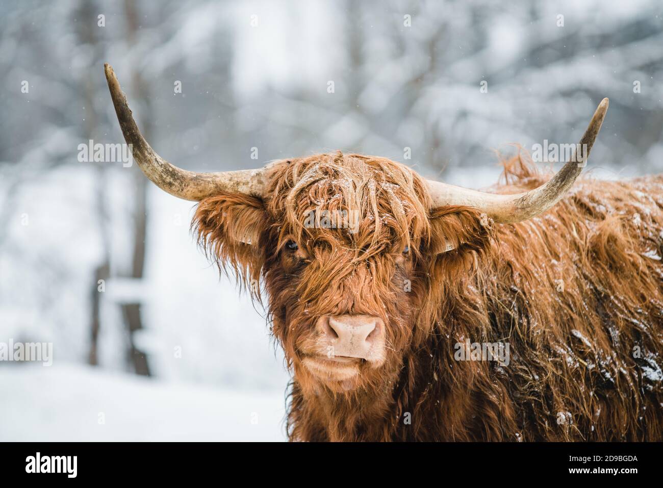 Ritratto di una mucca galloway in piedi in un campo nella neve, Austria Foto Stock