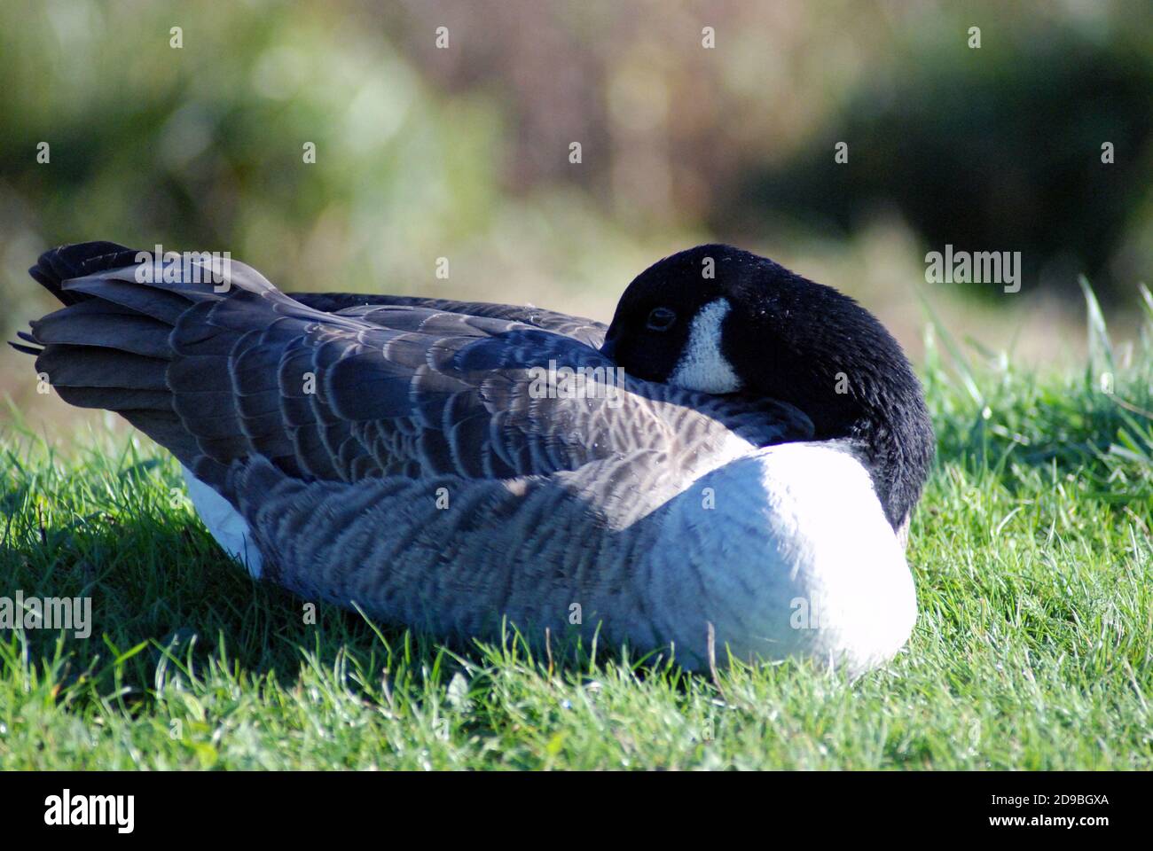 Sonnolenta Canada Goose (Branta canadensis). Grande con testa e collo neri e corpo marrone. Originario dell'America, introdotto in Gran Bretagna, Nuova Zelanda, Argentina Foto Stock