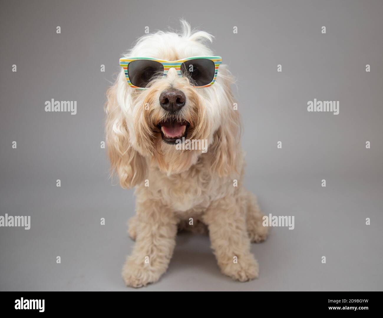 Ritratto di un cockapoo che indossa occhiali da sole Foto Stock
