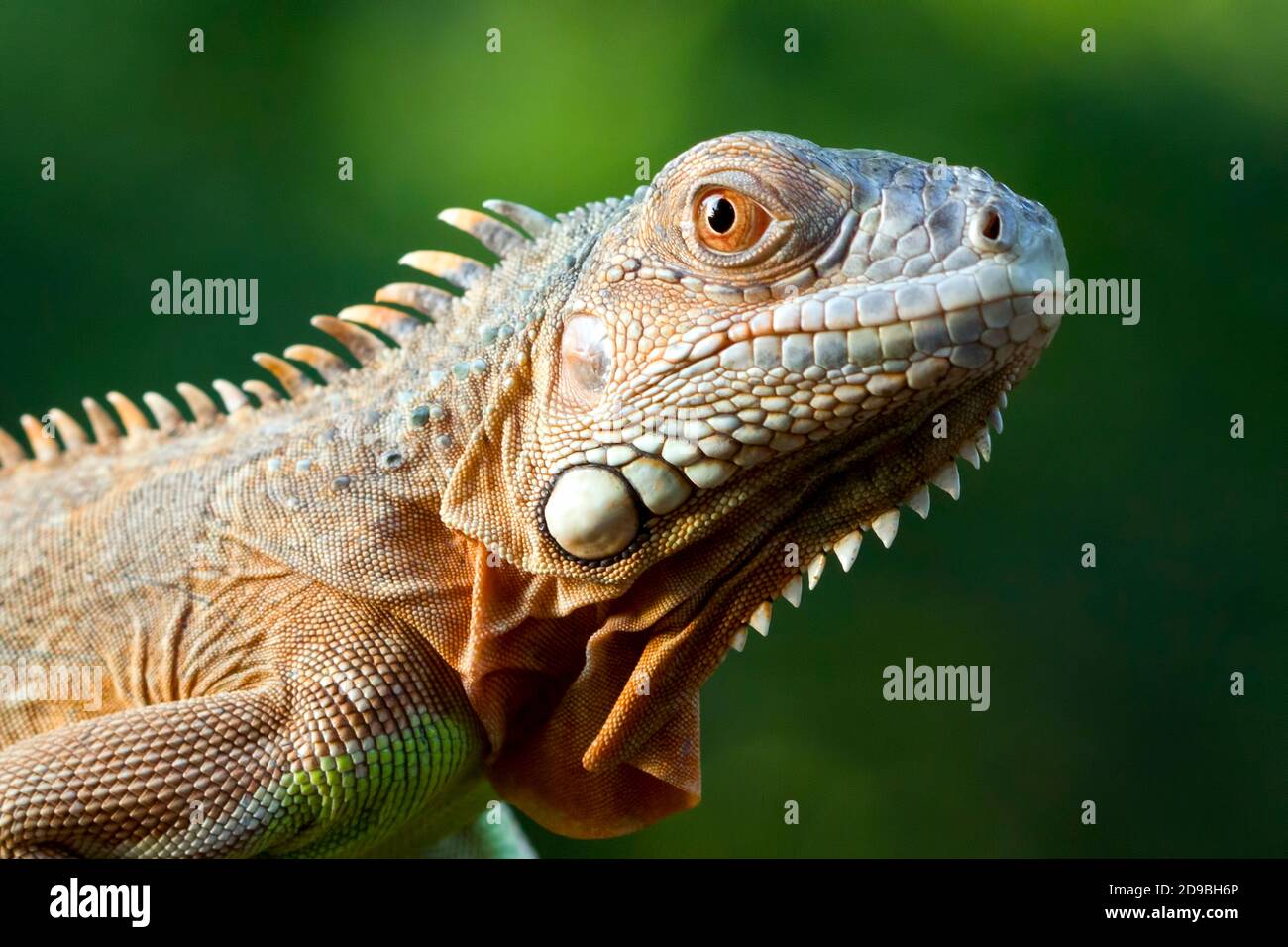 Close-up di un iguana, Indonesia Foto Stock