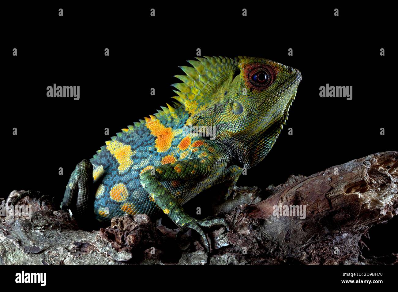 Close-up di un iguana, Indonesia Foto Stock