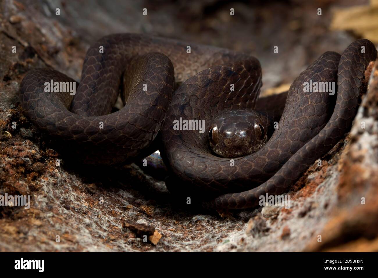 Primo piano di uno Slug Snake a spirale, Indonesia Foto Stock