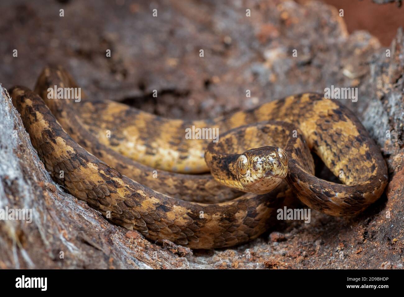 Kehelled serpente slug nascosto nella corteccia di albero, Indonesia Foto Stock