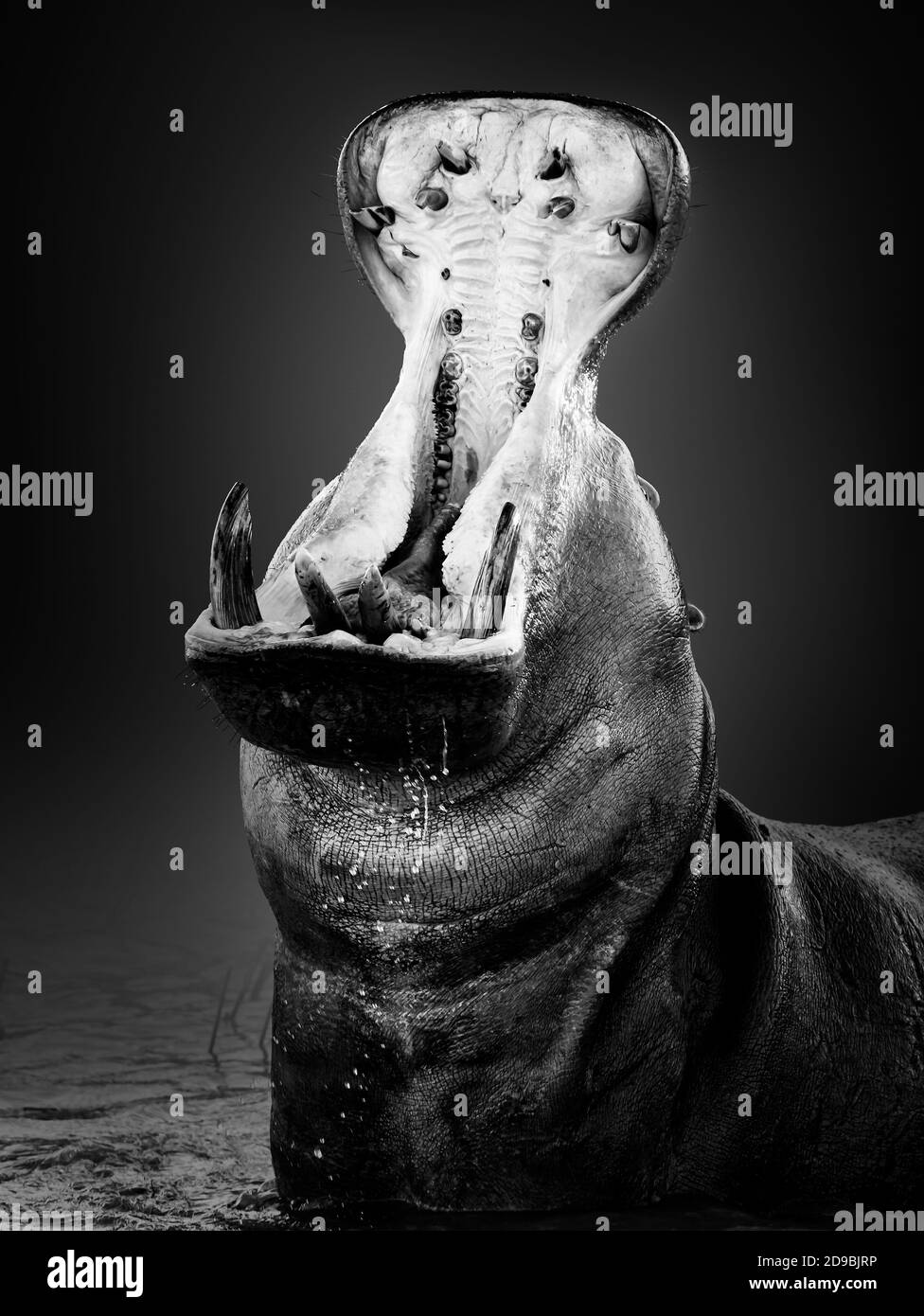 Hippopotamo arrabbiato o ippopotamo che mostra il dominio in acqua con un'ampia bocca aperta spruzzi d'acqua. Ippopotamo anfibio. Fine art. Nero e bianco Foto Stock