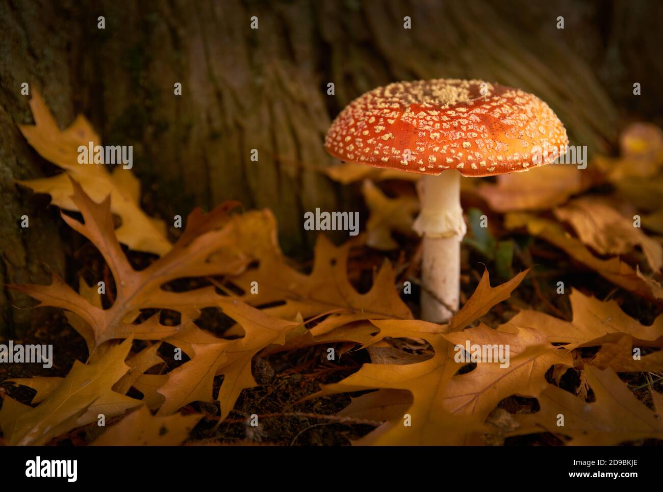 Funghi Amanita in foglie d'autunno. Fungo rosso Amanita Muscaria che cresce in natura sotto un albero. Foto Stock