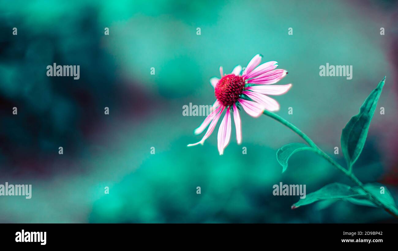 Fiori di echinacea rosa pallido crescono in giardino Foto Stock