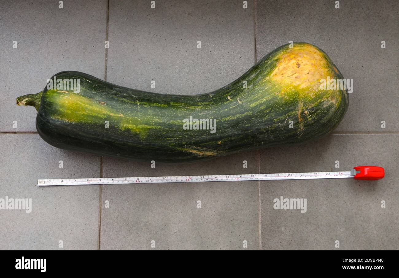 Regalo di un 2 piedi lungo 60 cm midollo da un amico con un metro a nastro su un pavimento piastrellato Santander Cantabria Spagna Foto Stock