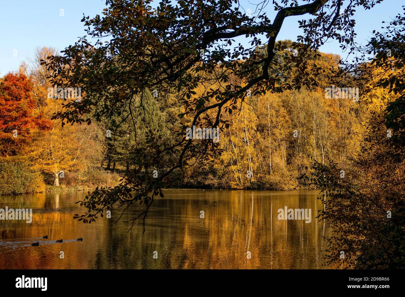 Hampstead Heath in autunno Foto Stock
