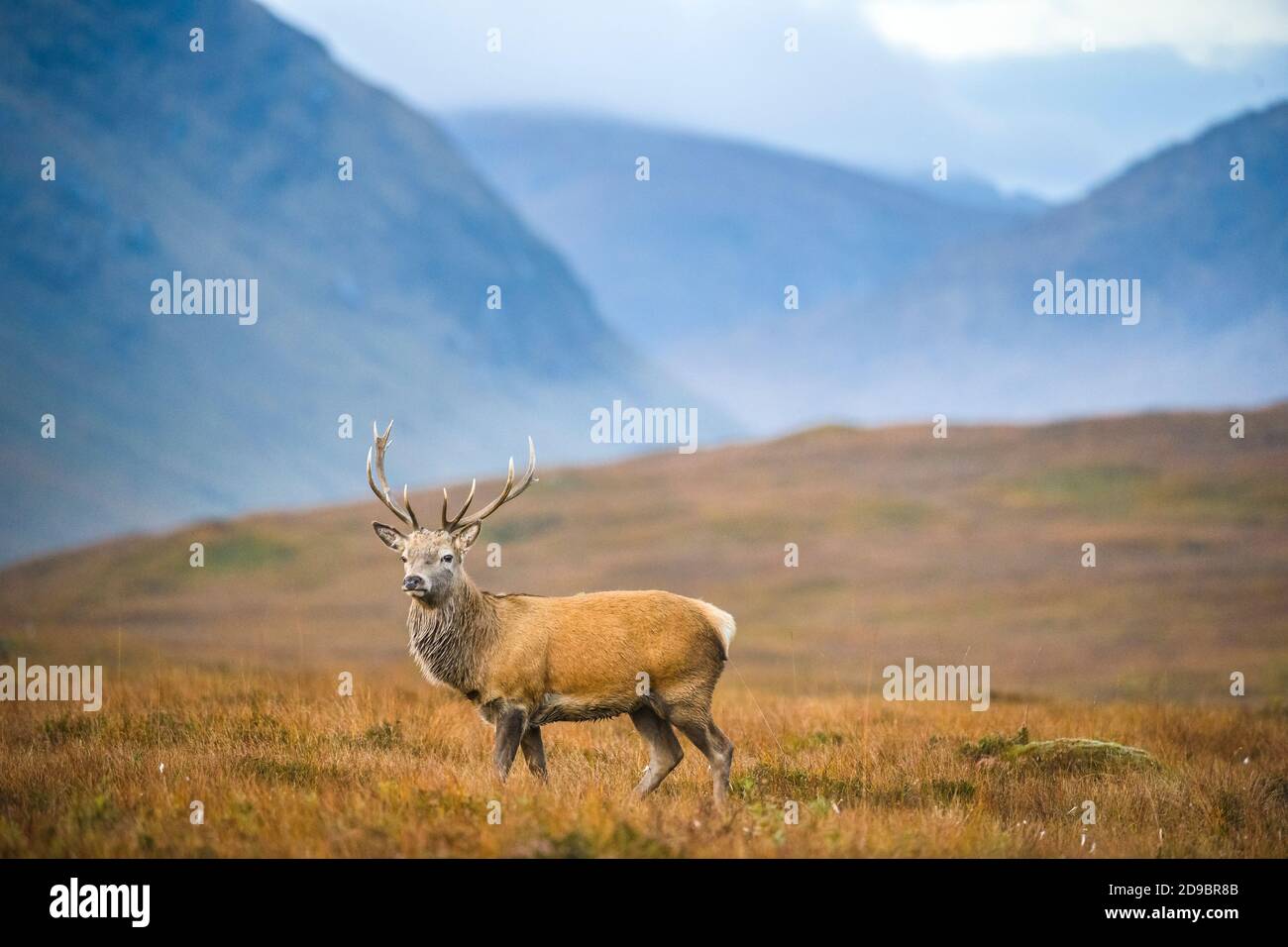 Uno stag in Glen Etive. Credito: Euan Cherry Foto Stock