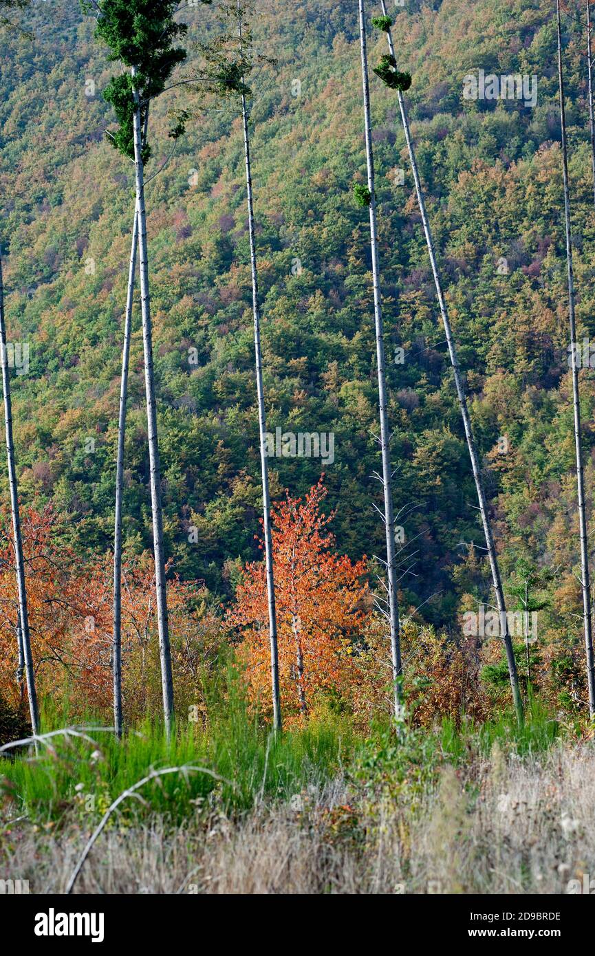 Colori autunnali nelle montagne del Casentino, Toscana. Paesaggio fogliame. Foto Stock