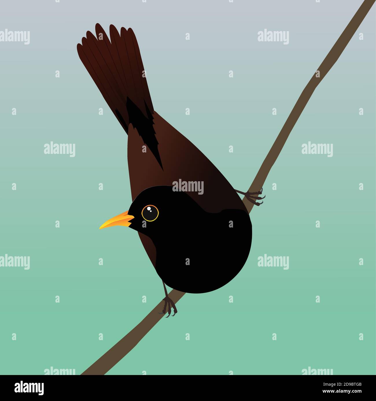 Un disegno vettoriale digitale di un uccello nero maschile. Si siede su un ramo inclinato e si inclina in avanti in modo che la coda sia rivolta verso l'alto. Illustrazione Vettoriale
