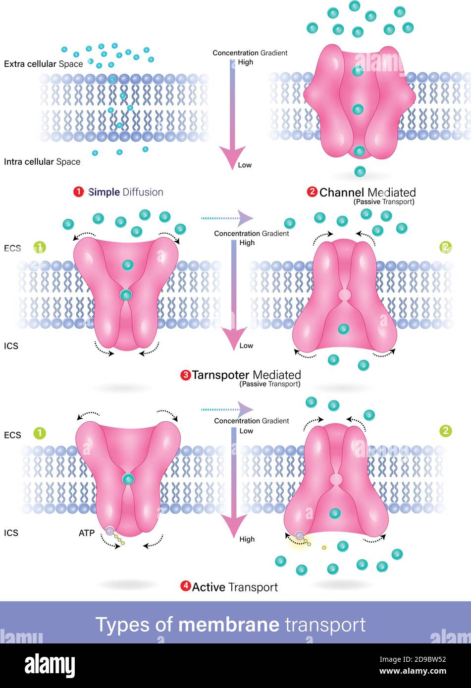 Vettore di tipi di diffusione di trasporto a membrana, trasporto attivo e passivo, diffusione facilitata Illustrazione Vettoriale