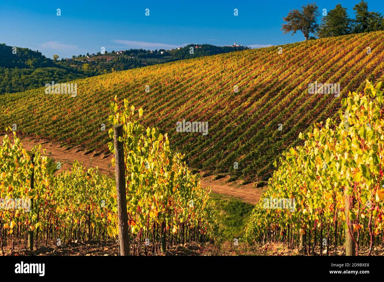 Splendidi vigneti autunnali dell'Albola, nella produzione toscana del Chianti Classico Foto Stock