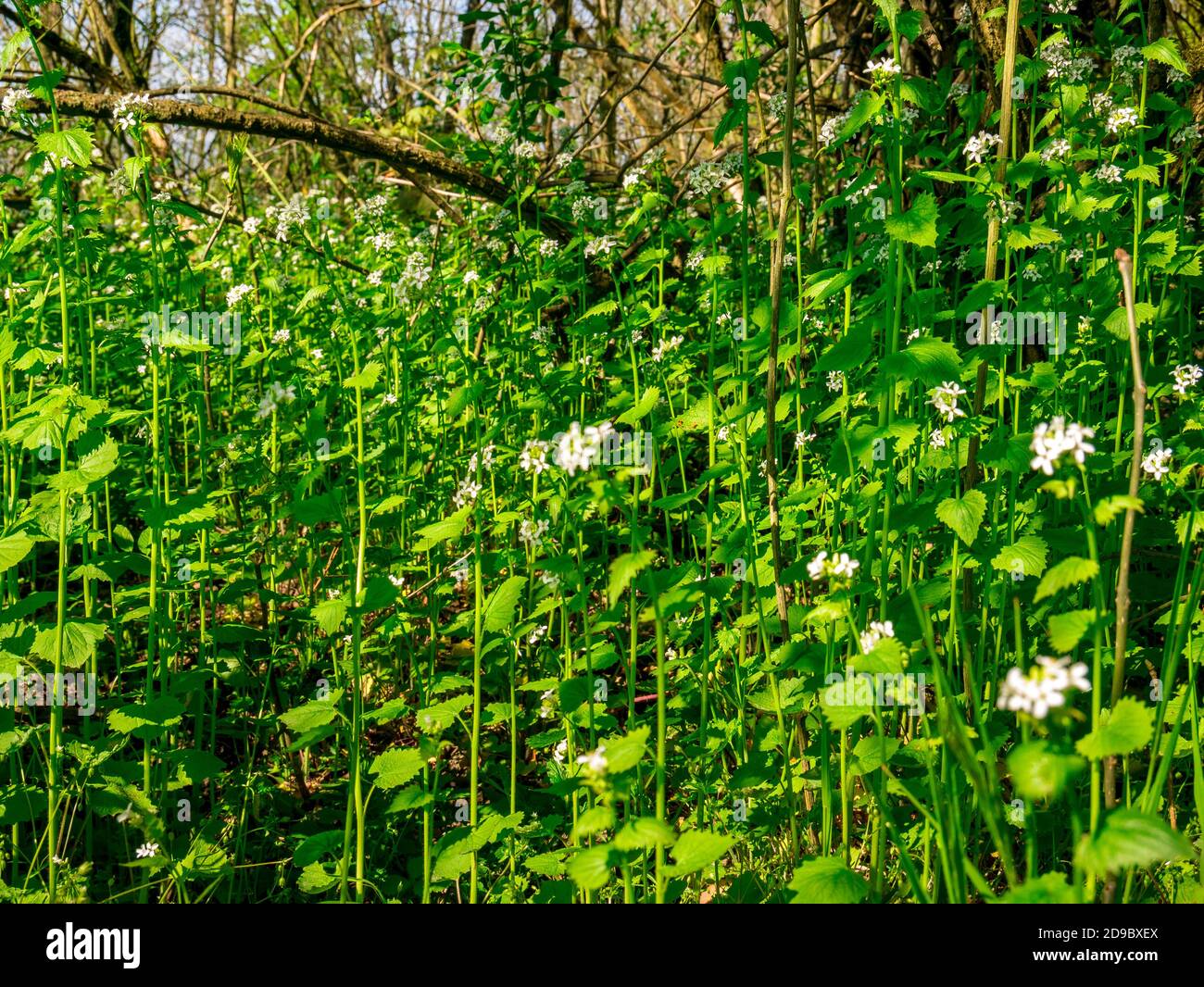 Senape all'aglio (Alliaria petiolata) forte crescita e fioritura in primavera sotto alberi e arbusti Foto Stock