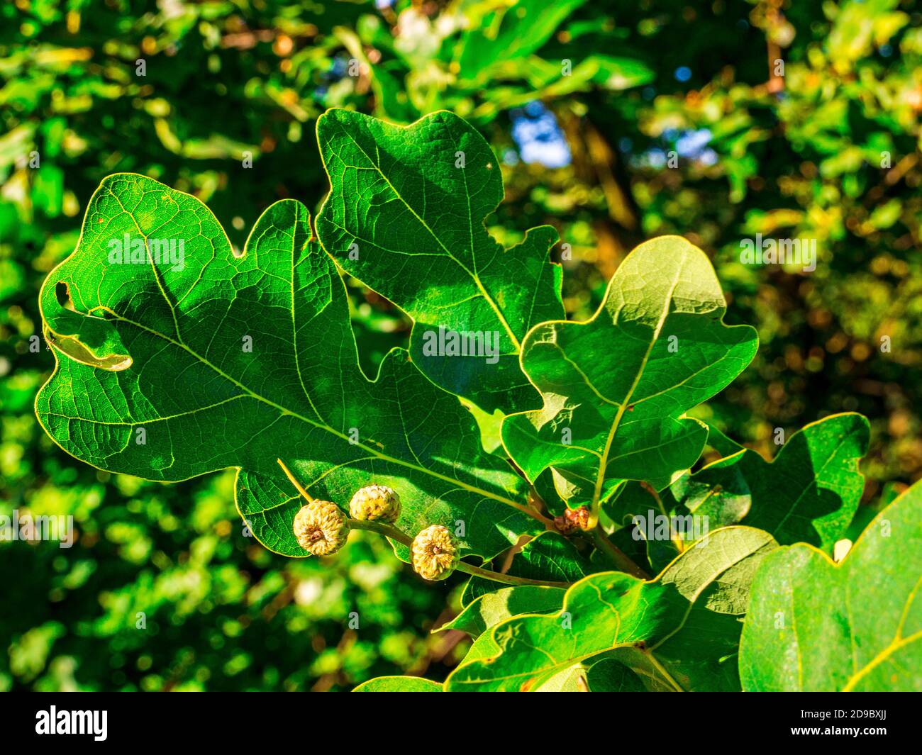 Quercia estiva (Quercus robur) - ghiande giovani non sviluppate alla fine di un ramoscello con foglie in una giornata di sole. Foto Stock