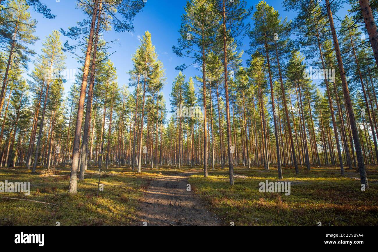 La foresta di taiga europea assottigliata cresce a esker glaciale e cresce la giovane pineta ( pinus sylvestris ) a Spring, Finlandia Foto Stock