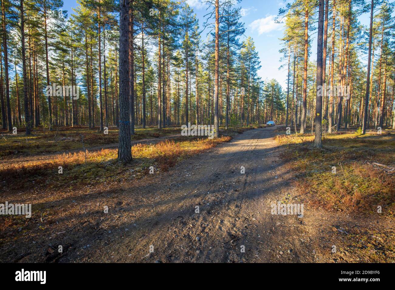 La foresta europea di taiga cresce a esker glaciale e cresce la pineta ( pinus sylvestris ) a Spring, Finlandia Foto Stock