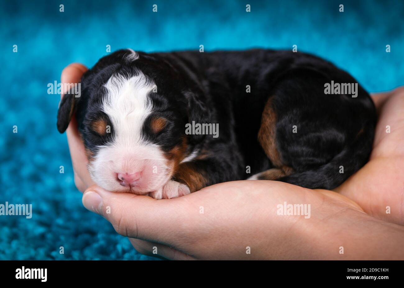 F1 Mini Bernedoodle Puppy in tricromia che dorme nelle mani. Neonato con sfondo blu tappeto Foto Stock