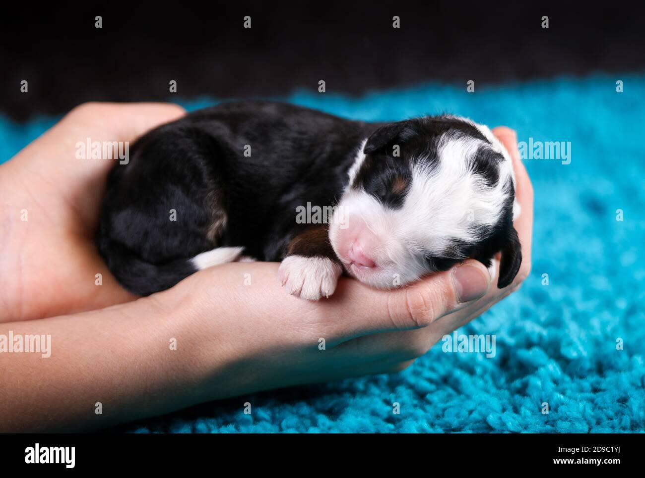 F1 Mini Bernedoodle Puppy in tricromia che dorme nelle mani. Neonato con sfondo blu tappeto Foto Stock