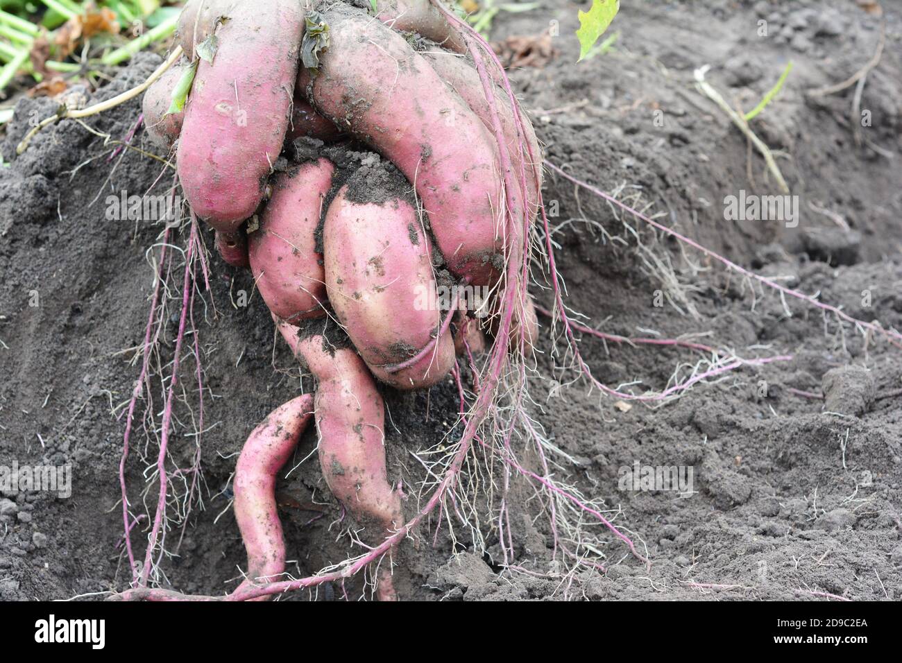 Coltivazione, raccolta, scavo di patate dolci kumara, ipomea batatas, yam in orto. Foto Stock