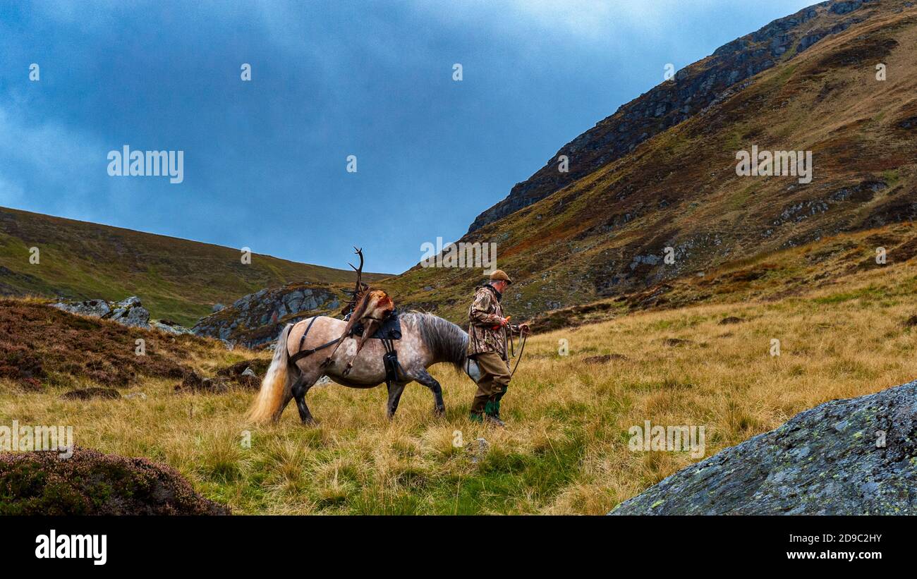 Scozia, Regno Unito – un ghillio che guida un pony degli altopiani in attività che sta portando con sé un Red Deer Stag Foto Stock