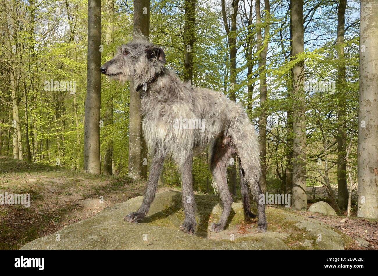 Immagine a corpo pieno di un maschio grigio Scottish Deerhound standing su una grande pietra in una foresta di faggio appena scoppiata con foglie verde chiaro. Foto Stock