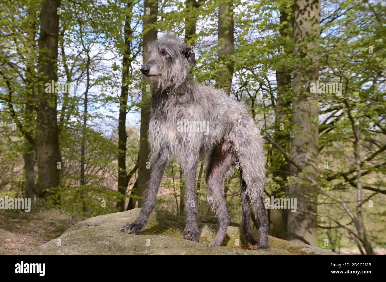 Grande scoscish maschio Deerhound si trova su una pietra in una foresta di faggi primavera verde. Foto Stock