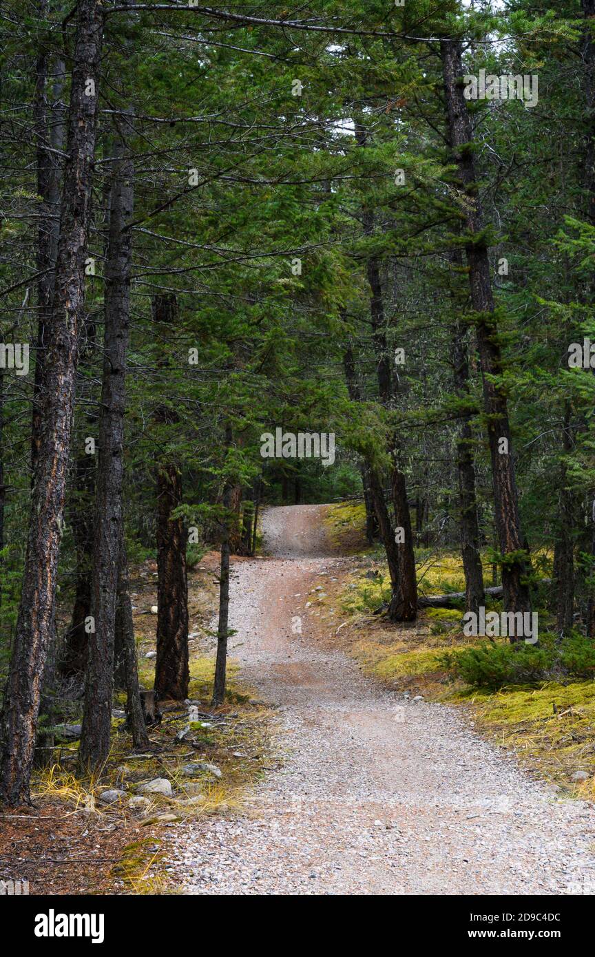 Sentiero escursionistico nel Jasper National Park Foto Stock