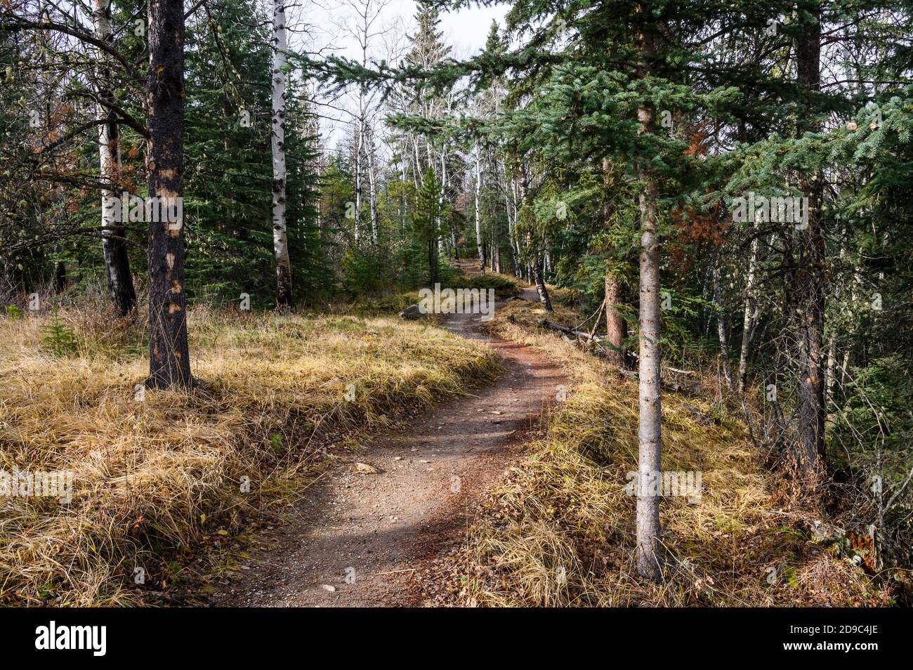 Sentiero escursionistico nel Jasper National Park Foto Stock