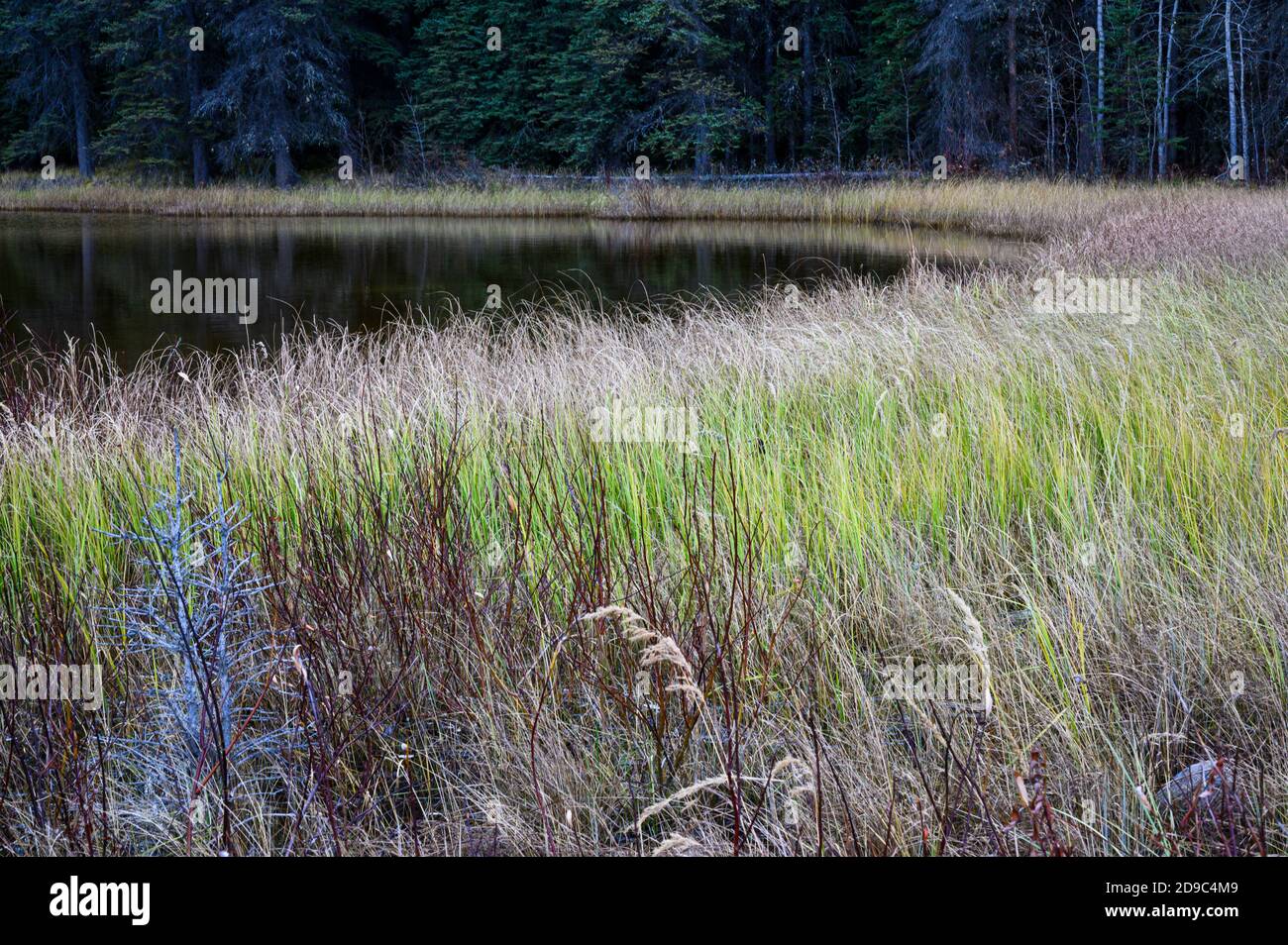 marsh zona con erba alta che cresce intorno ad un piccolo lago al Jasper National Park, Canada Foto Stock