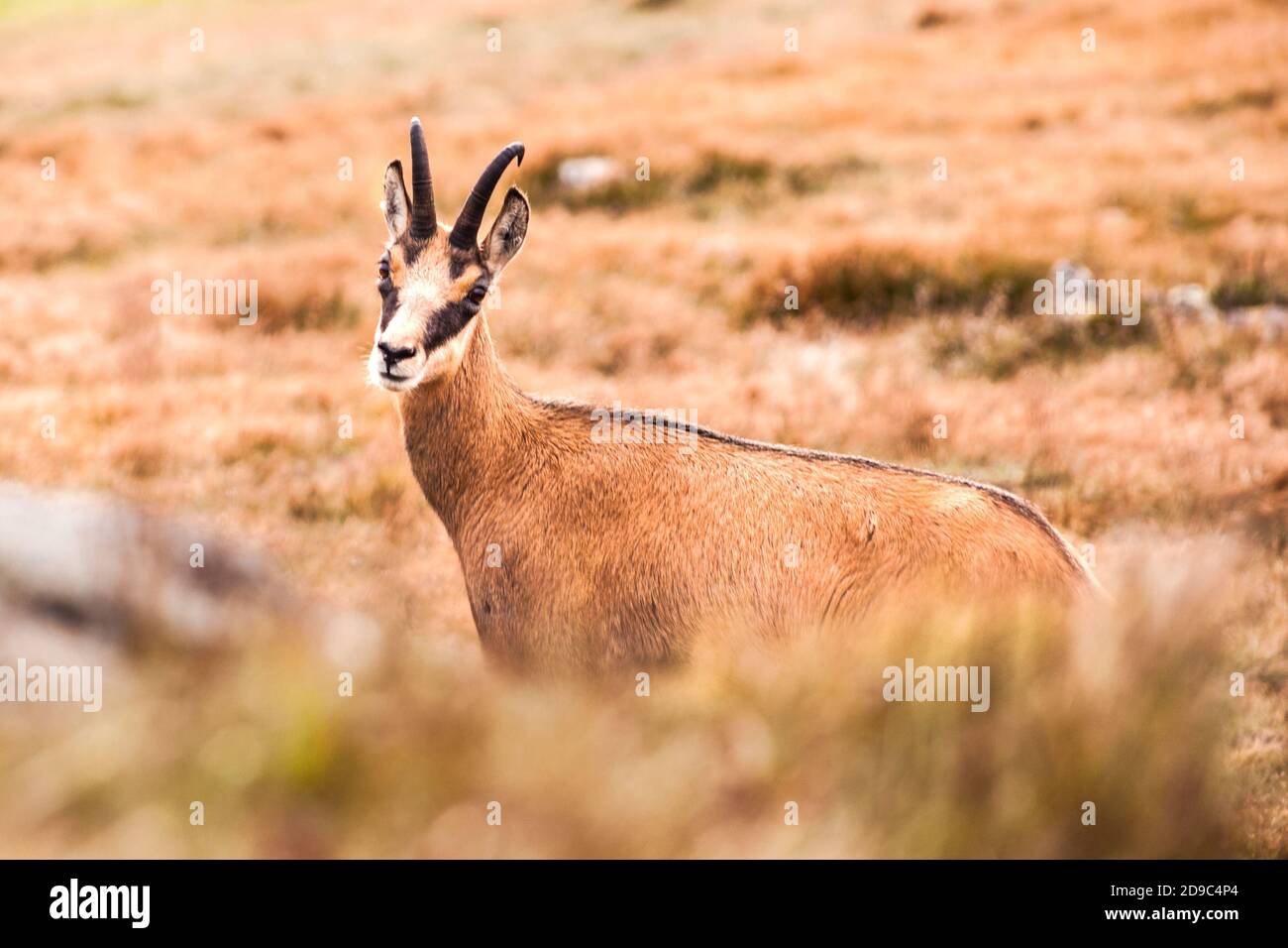 Camoscio di Tatra, Rupicapra rupicapra, basso Tatra, Slovacchia, Chopok Foto Stock