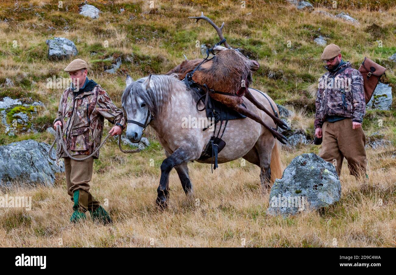 Scozia, Regno Unito – un ghillio che guida un pony degli altopiani in attività che sta portando con sé un Red Deer Stag Foto Stock