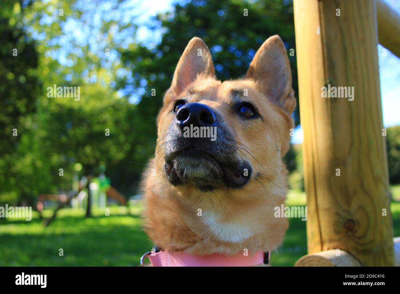 Bella femmina Malinois cucciolo in un giardino al sole. Cane con capelli corti e marrone chiaro. Foto Stock