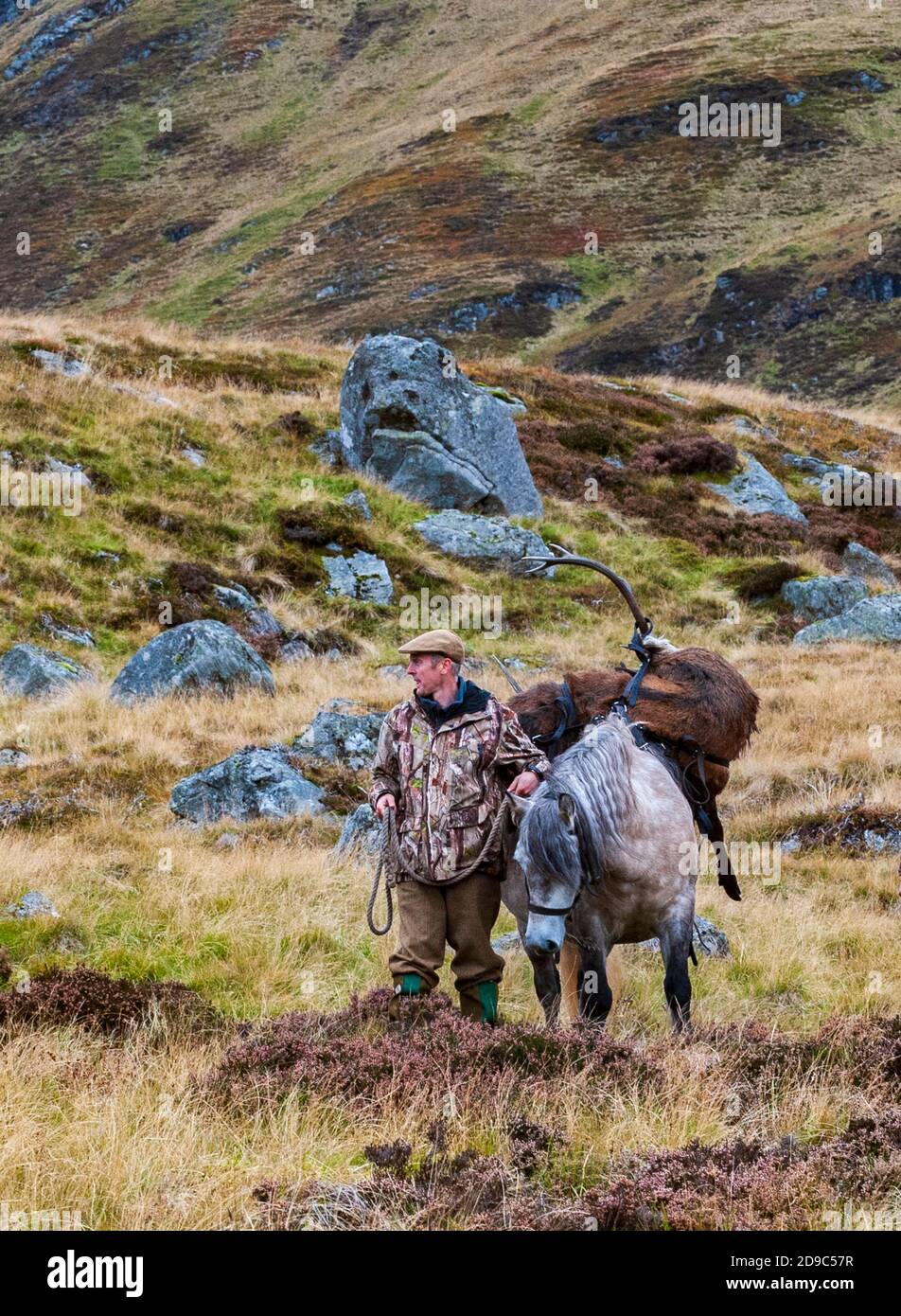 Scozia, Regno Unito – un ghillio che guida un pony degli altopiani in attività che sta portando con sé un Red Deer Stag Foto Stock