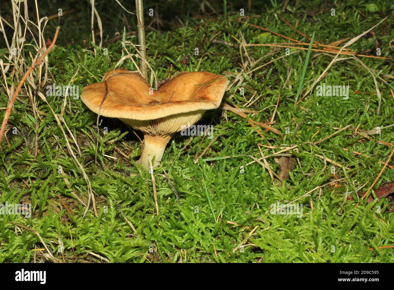 Bald Krempling, Paxillus involutus, che cresce in una foresta vicino a Marl, Germania Foto Stock
